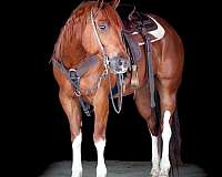husband-safe-quarter-horse