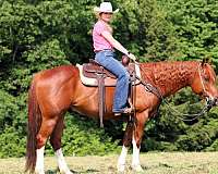 performance-quarter-horse