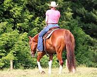 ranch-quarter-horse