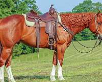 ranch-versatility-quarter-horse