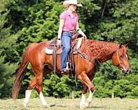 ranch-work-quarter-horse