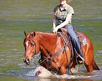 roping-quarter-horse