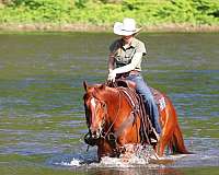 show-quarter-horse