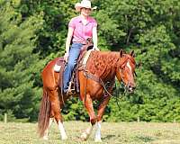 trail-quarter-horse