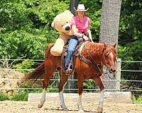 trail-riding-quarter-horse