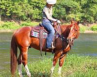 western-riding-quarter-horse