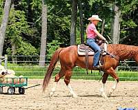 working-cow-quarter-horse
