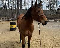 bay-star-snip-pony