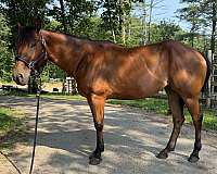 bar-quarter-pony