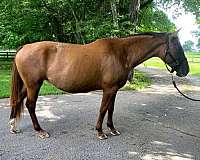 arena-work-appaloosa-horse