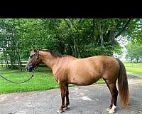 girly-appaloosa-horse