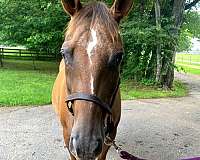 low-level-appaloosa-horse