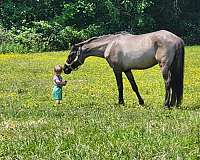 grulla-black-points-pony