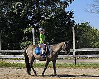 blue-grulla-black-points-pony