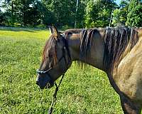 blue-grulla-pony-gelding
