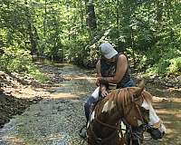 sorrel-overo-therapy-horse