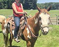 all-around-paint-horse