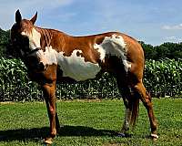 therapy-paint-horse