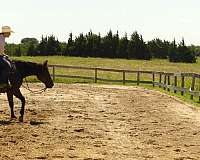 athletic-quarter-horse