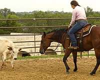 husband-safe-quarter-horse