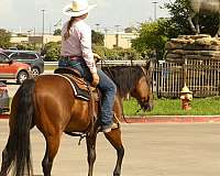 cutting-quarter-horse