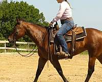 penning-quarter-horse