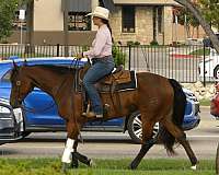 playday-quarter-horse