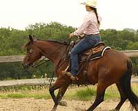 ranch-quarter-horse