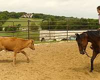 ranch-versatility-quarter-horse