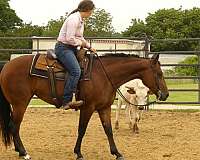 ranch-work-quarter-horse
