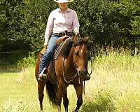 reined-cow-quarter-horse