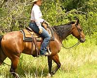 reining-quarter-horse