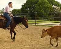 ridden-western-quarter-horse