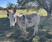 spotted-grey-donkey