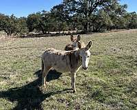 mini-donkey-stallion
