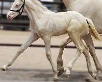 cremello-ancce-colt