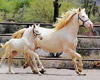 andalusian-horse