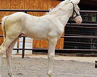 cremello-andalusian-horse