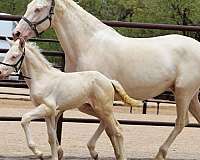 pre-andalusian-horse
