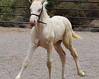 all-around-andalusian-horse