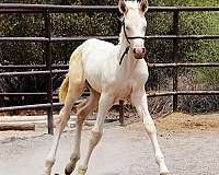 blue-eyed-andalusian-horse