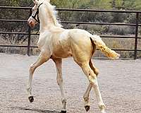 breeding-andalusian-horse