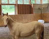 black-champagne-rocky-mountain-filly-yearling
