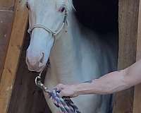 black-champagne-filly-yearling-for-sale