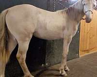 homozygous-homozygous-black-rocky-mountain-horse