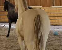 amber-champagne-rocky-mountain-horse