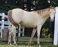 handled-daily-rocky-mountain-horse