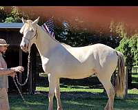 yearling-filly-rocky-mountain-horse