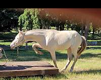 maverick-filly