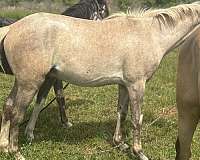 chocolate-palomino-pony-colt-mare
